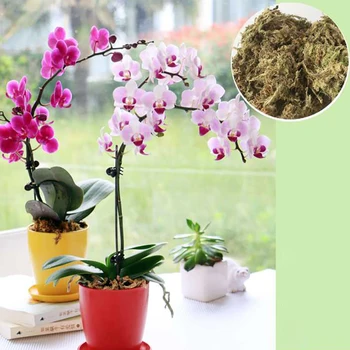 Gnojivo su organske hrane vrta mahovine Doi сфагнума 6Л/12Л hidratantna Za Orhideje Phalaenopsis Мусго sphagnum mahovina